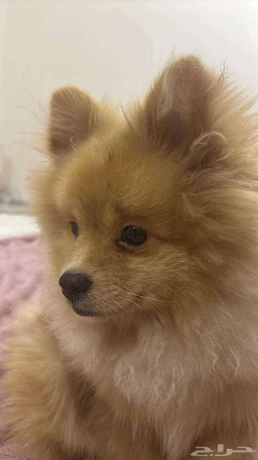 For sale Pomeranian dog63391164603905112