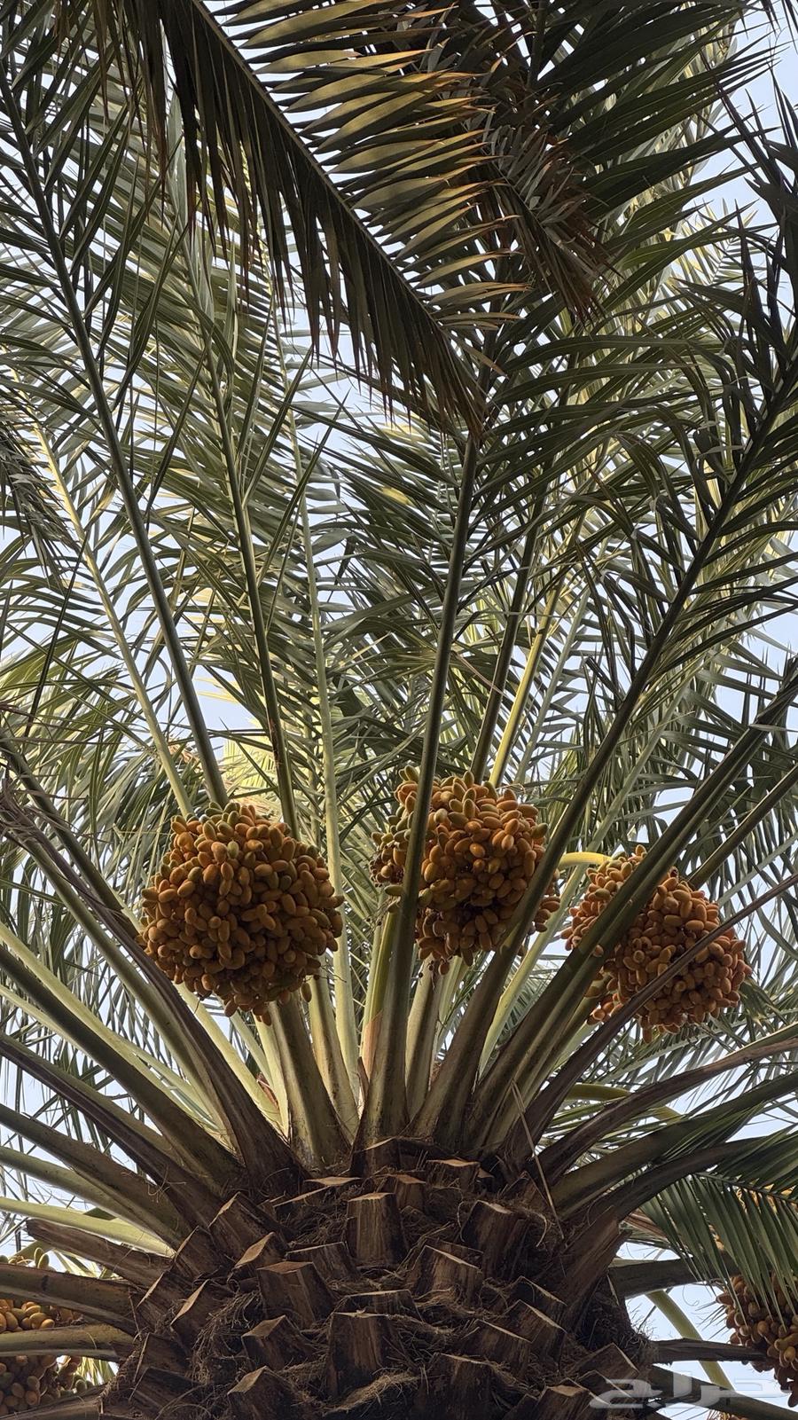 ثمر نخل صفري63441374260866113