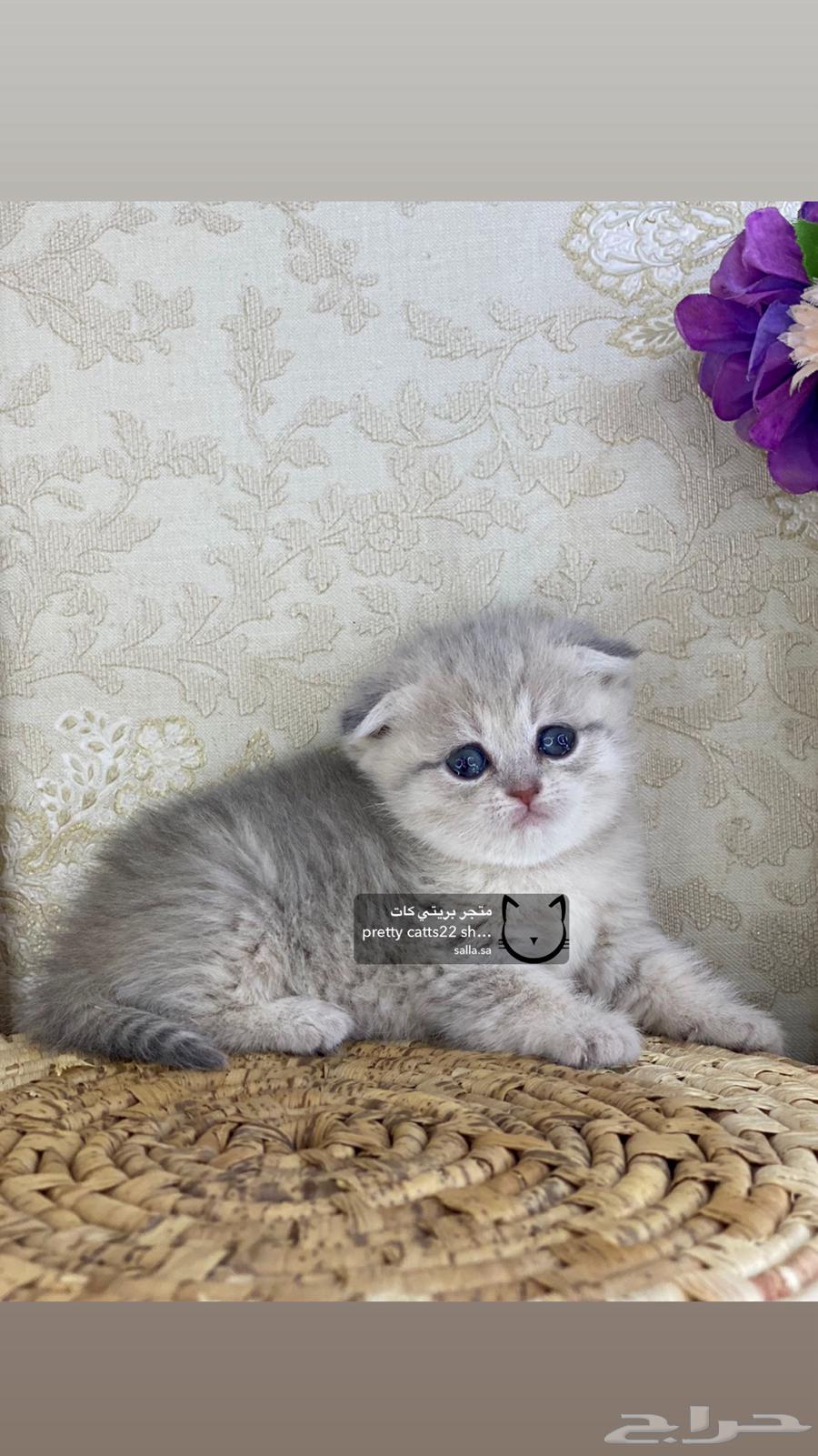 قطوه صغيره سكوتش فولد قولد تربل فولد سلفر سكوتش ستريت قطط63389143688323112