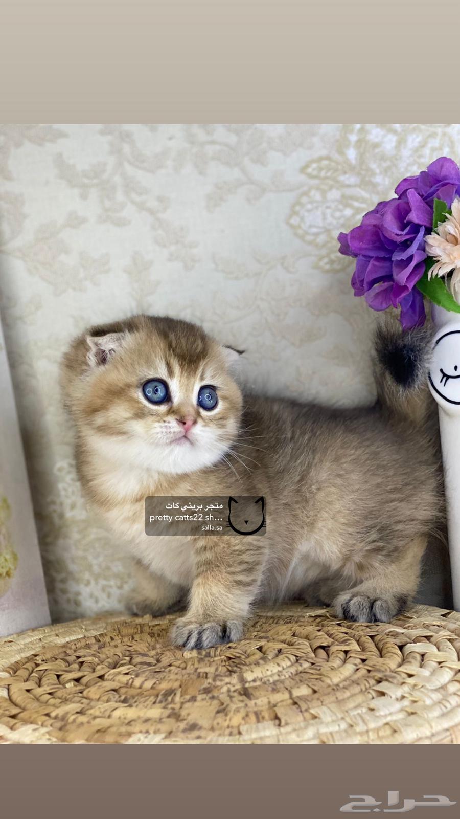 قطط سكوتش فولد قولد كيتن كيتنز برتش63389143446913110