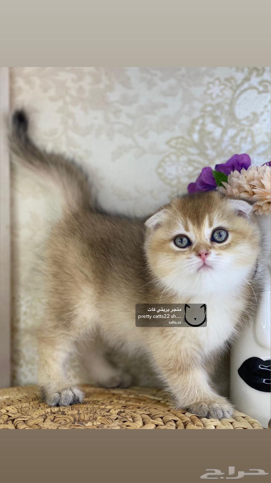 قطط سكوتش فولد قولد كيتن كيتنز برتش63389143446913111