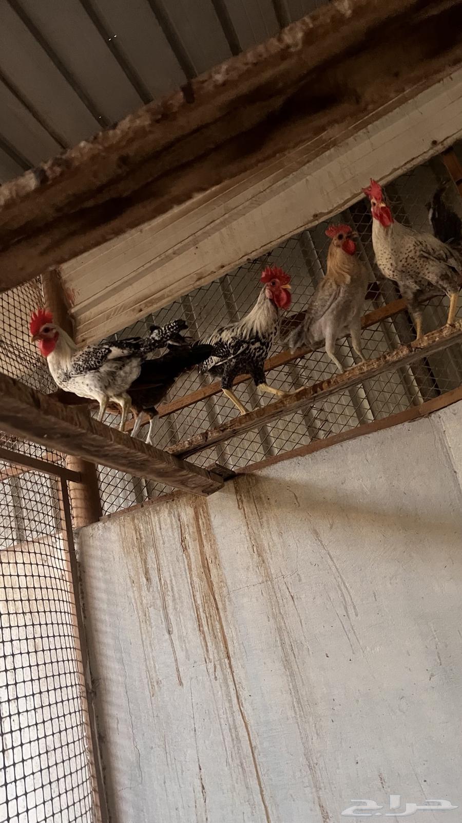 Local roosters and quality chickens for sale63389741715969112