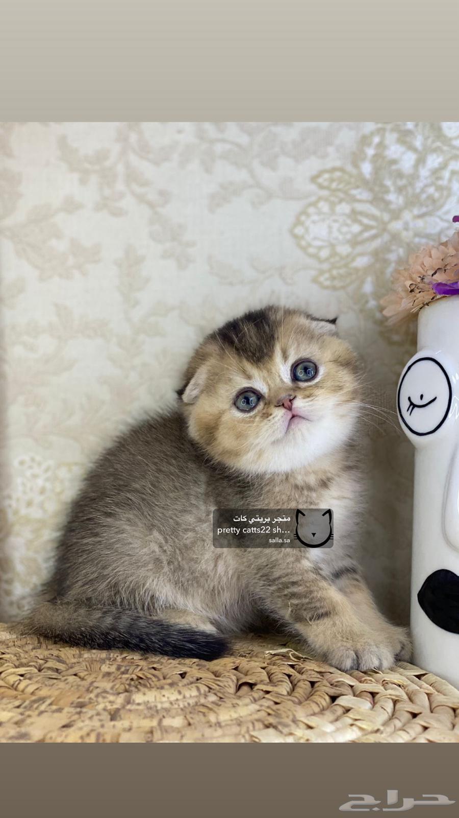 قطط سكوتش فولد قولد كيتن كيتنز برتش63389143446913113