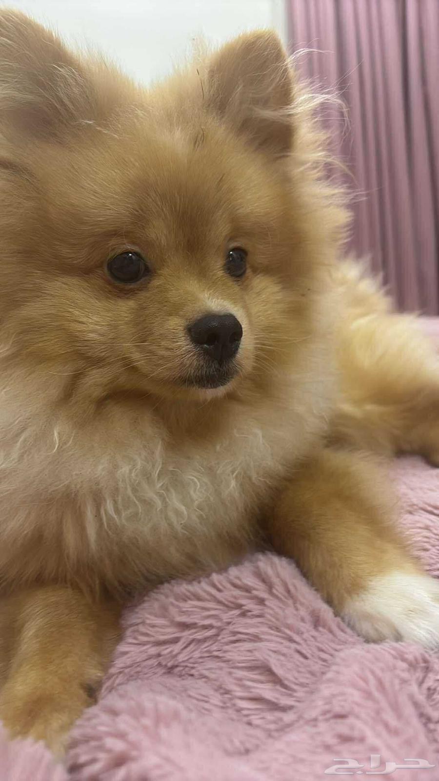 For sale Pomeranian dog63391164603905113