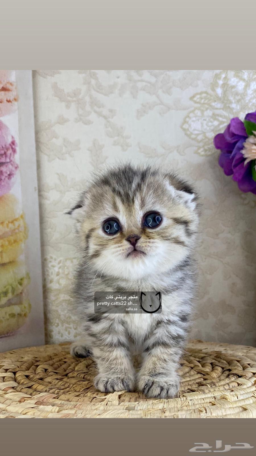 قطوه صغيره سكوتش فولد قولد تربل فولد سلفر سكوتش ستريت قطط63389143688323111