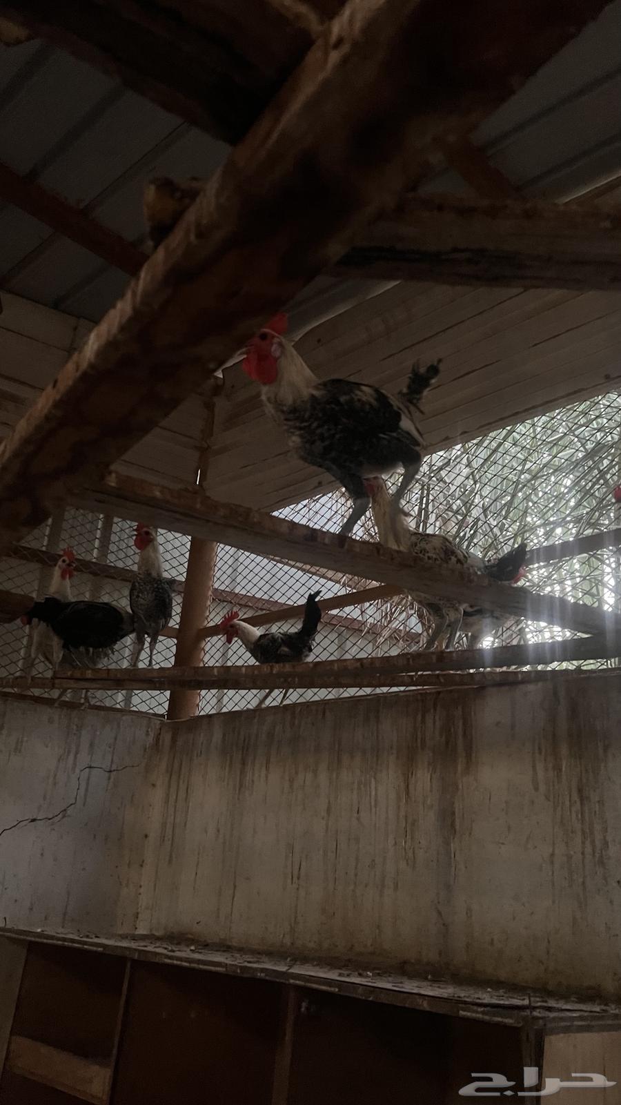 Local roosters and quality chickens for sale63389741715969111