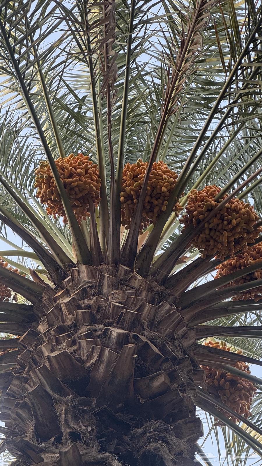 ثمر نخل صفري63441374260866114