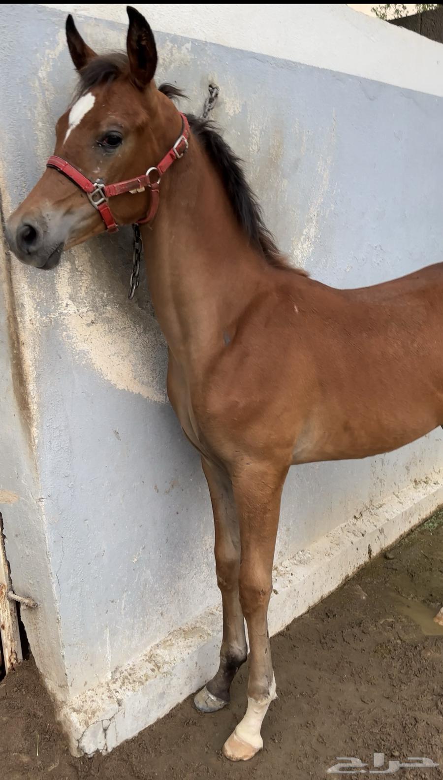 For sale63016738733315111
