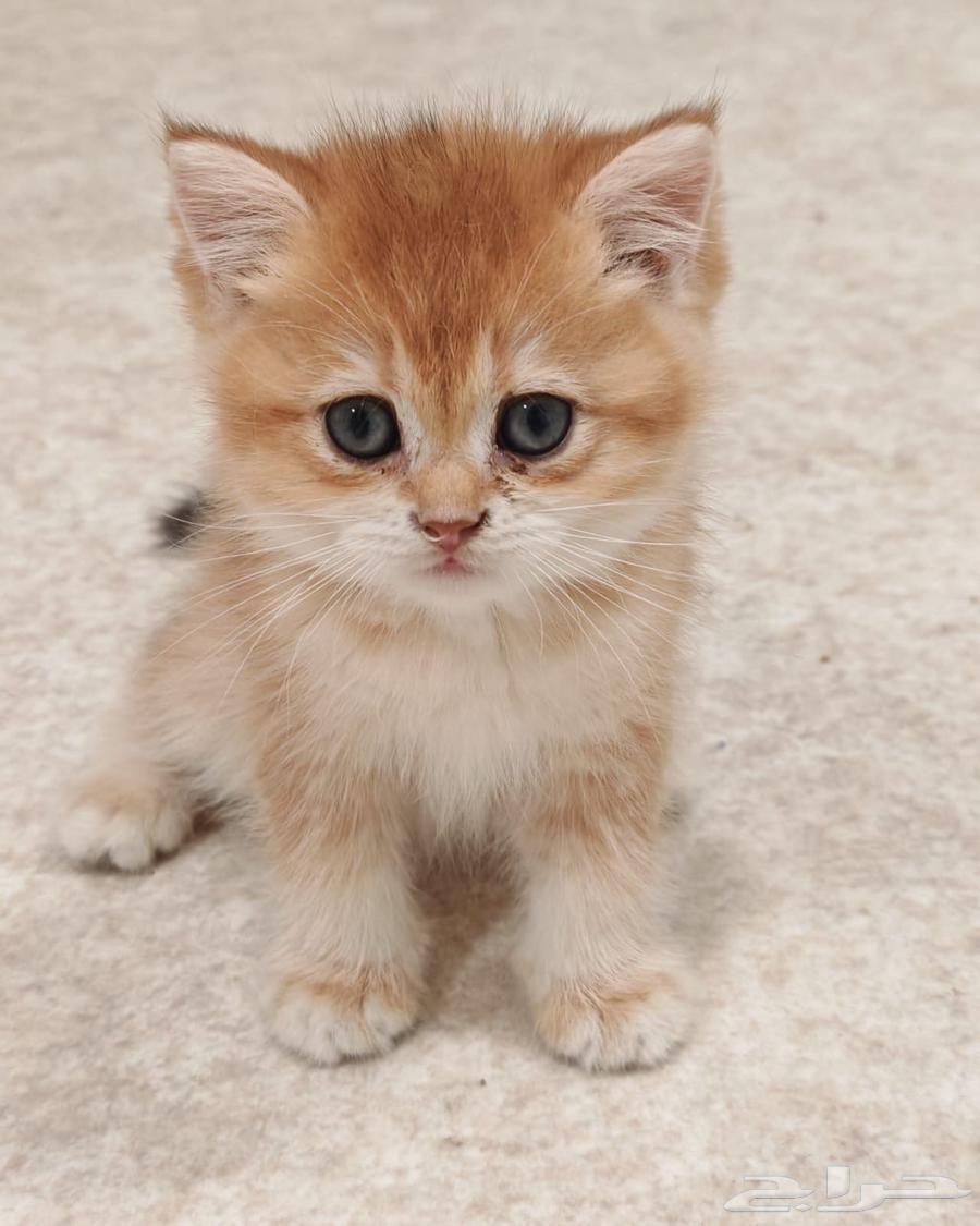 High-Level Scottish Cats for Sale63390952732673110