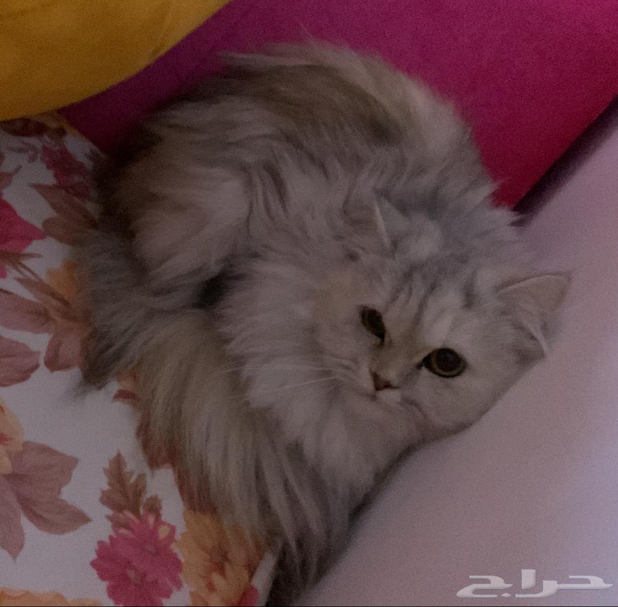 Shirazi is two years and seven months old, very clean, used to the litter box63388841279361111