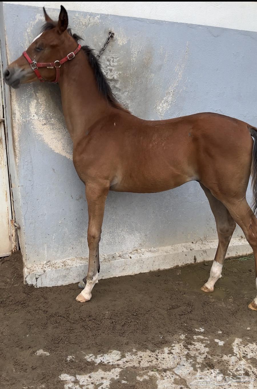 For sale63016738733315112