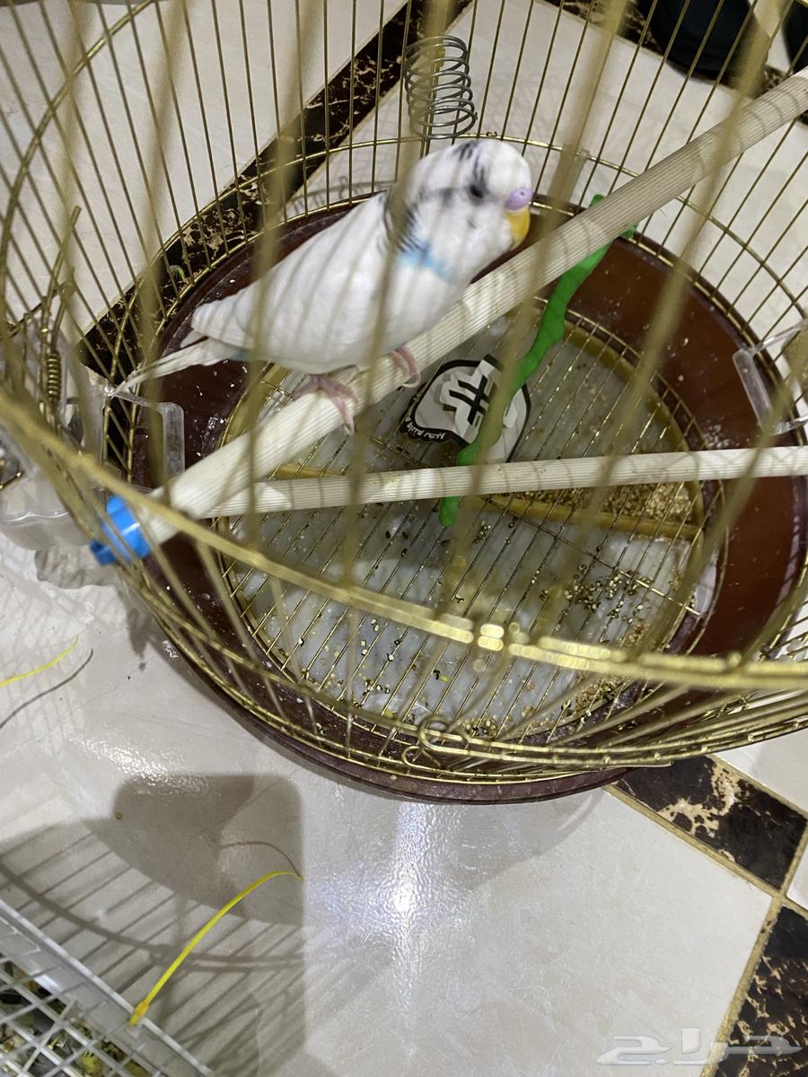 Bajji, a little bird63391190352642117