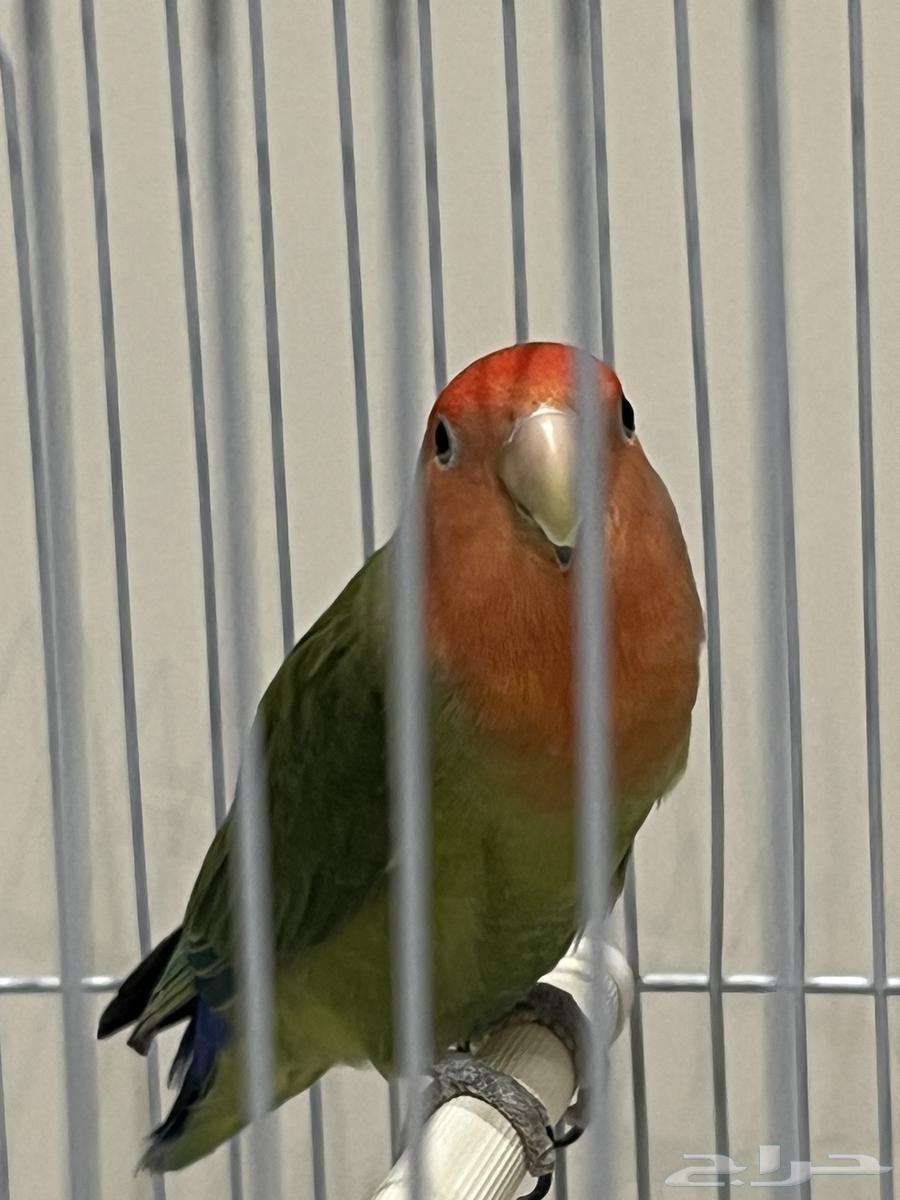 Rose Bird63389366928899112