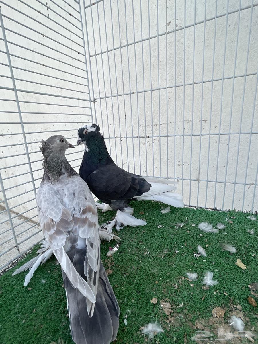 حمام ايراني63389171935233111