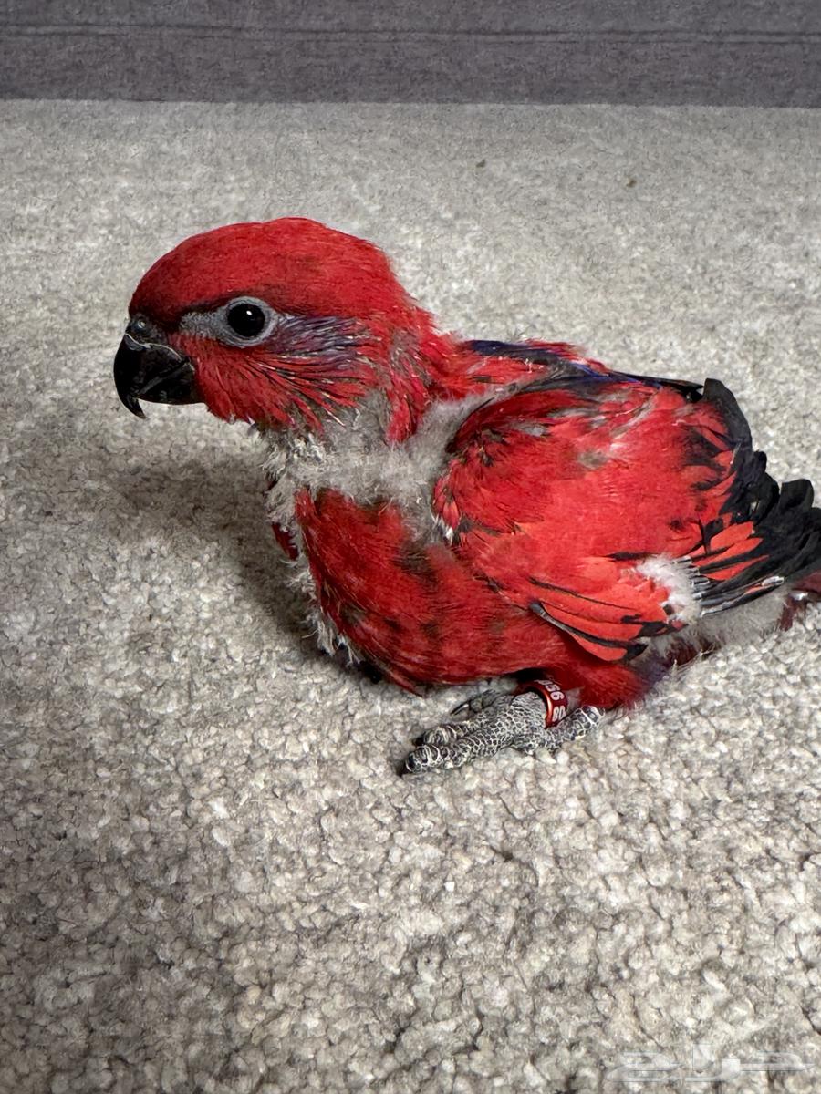 فرخ رد لوري red lory ( تم البيع )63389115846658113