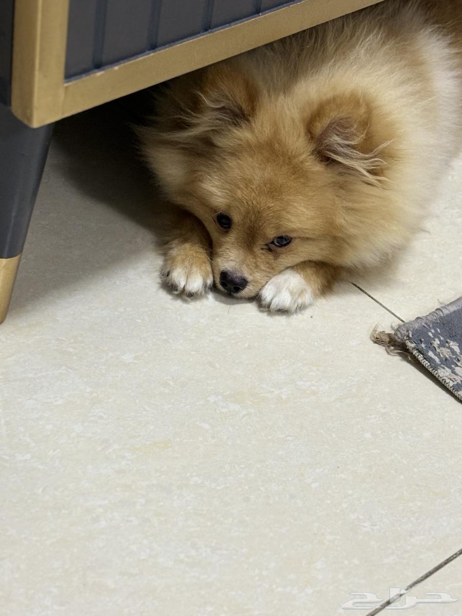 For sale Pomeranian dog63391164603905111