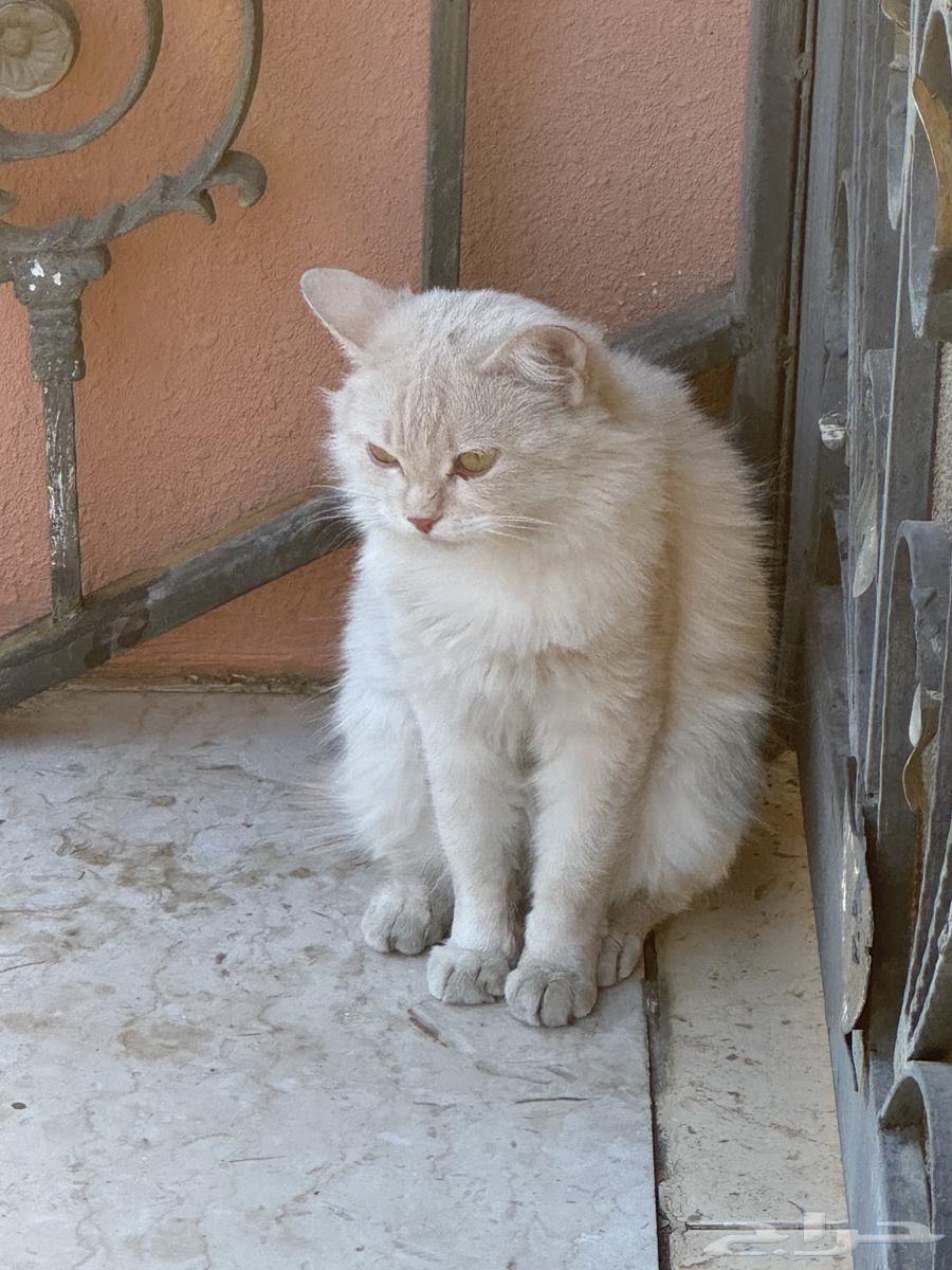Two white cats63389366786947111