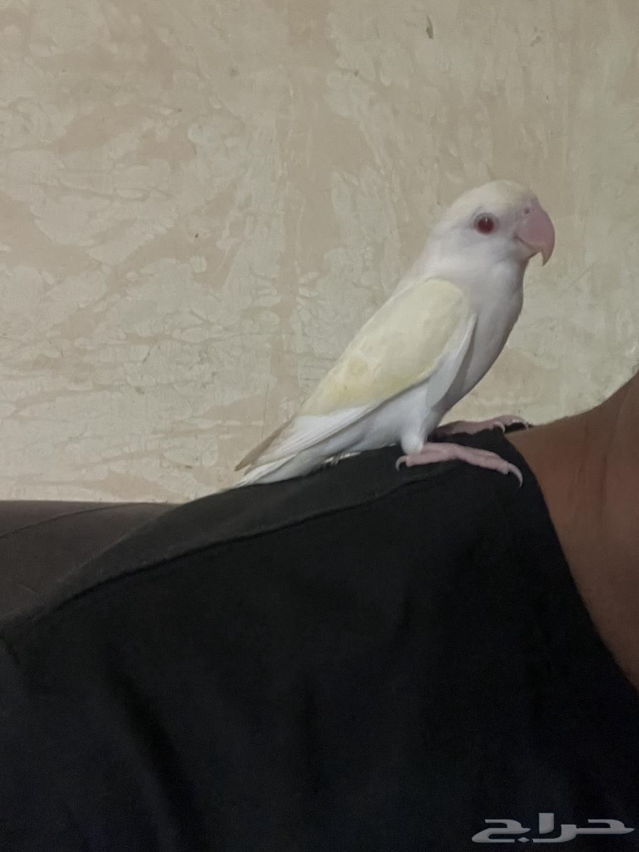 روز اينوا اليف عيون حمر فيه صفار خفيف بالجناح63389990816513112