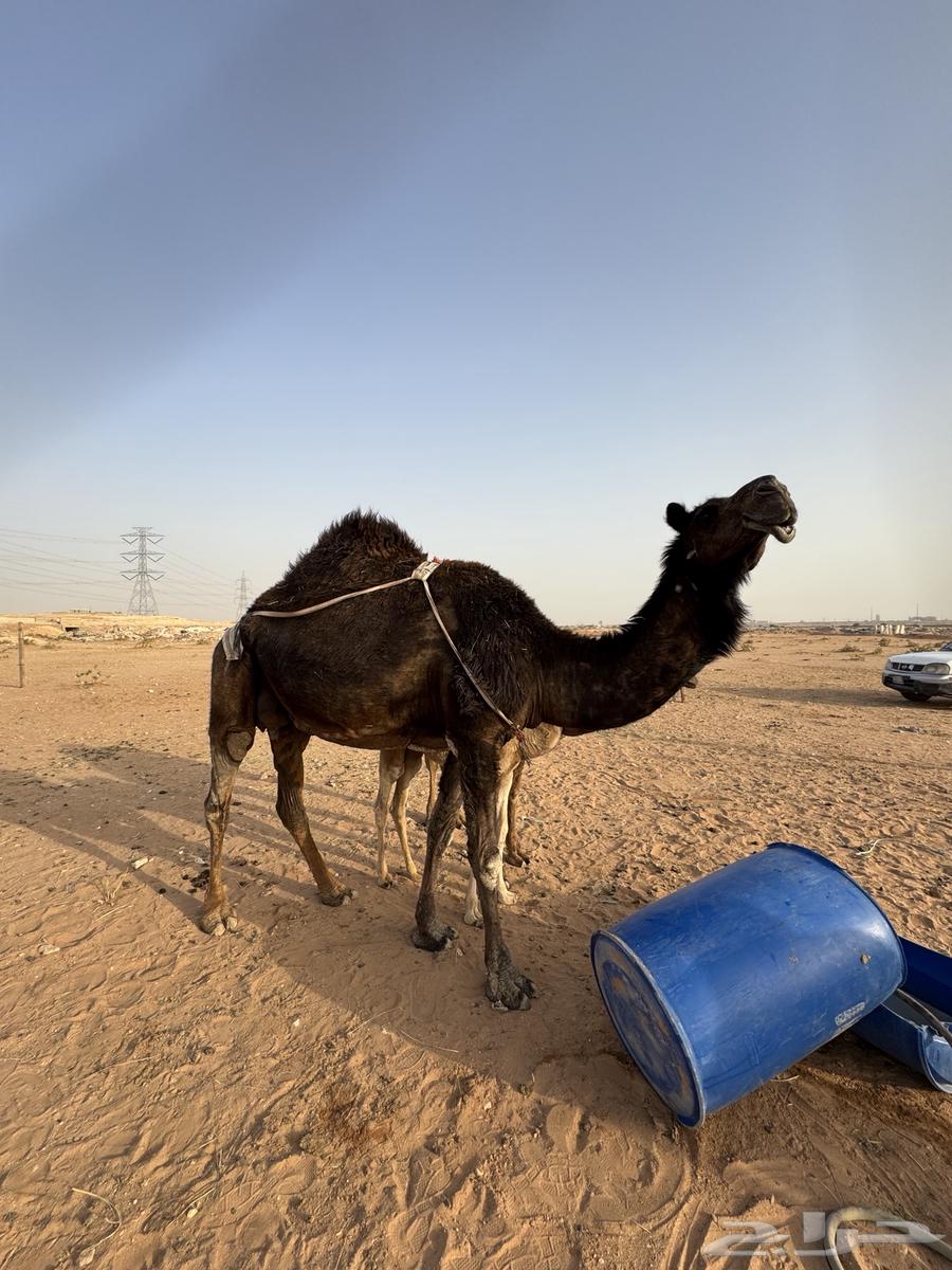 ناقة للبيع مع بكره وقعود63391373936898111
