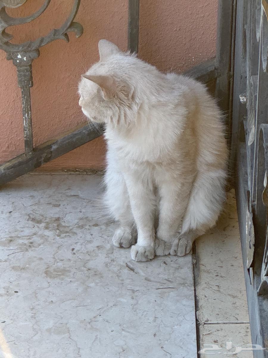 Two white cats63389366786947112