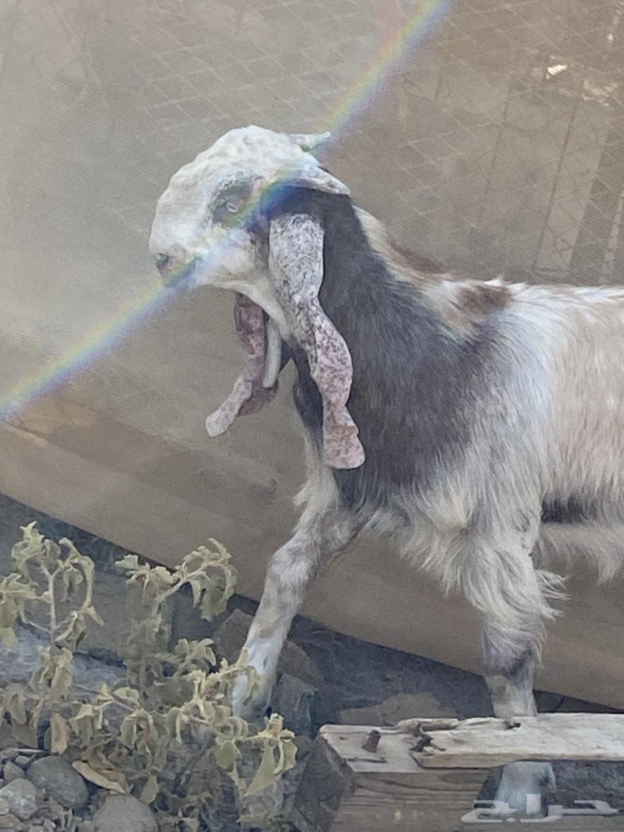 This is a project for a stud ram.63380889665026112