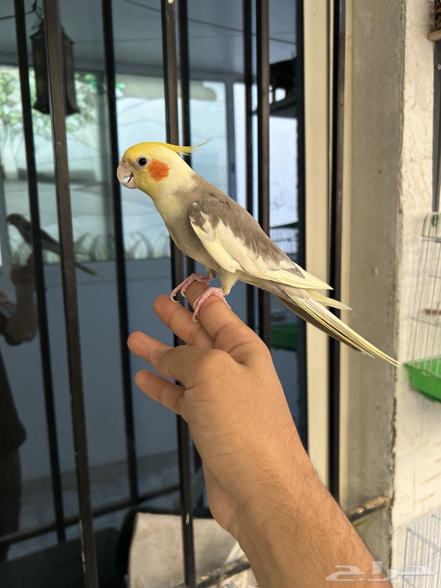 ذكر كروان اليف و هدد و متكلم63390821611905113