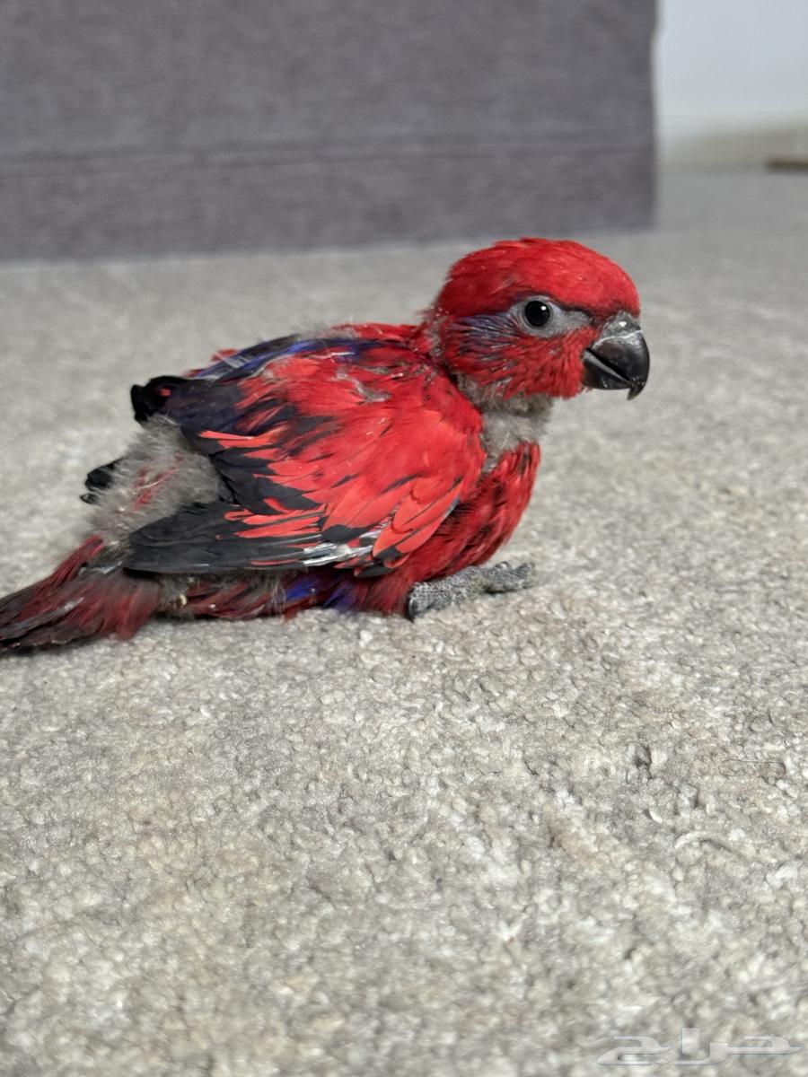 فرخ رد لوري red lory ( تم البيع )63389115846658112