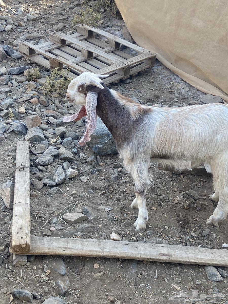 This is a project for a stud ram.63380889665026111