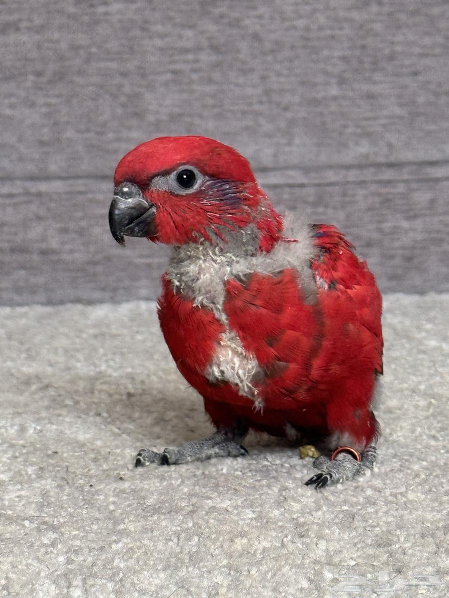 فرخ رد لوري red lory ( تم البيع )63389115846658114