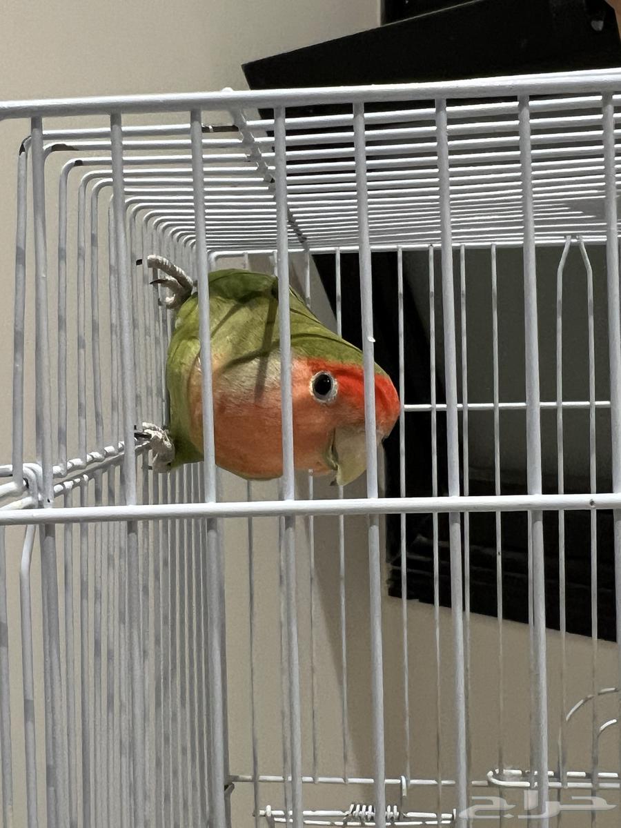 Rose Bird63389366928899111