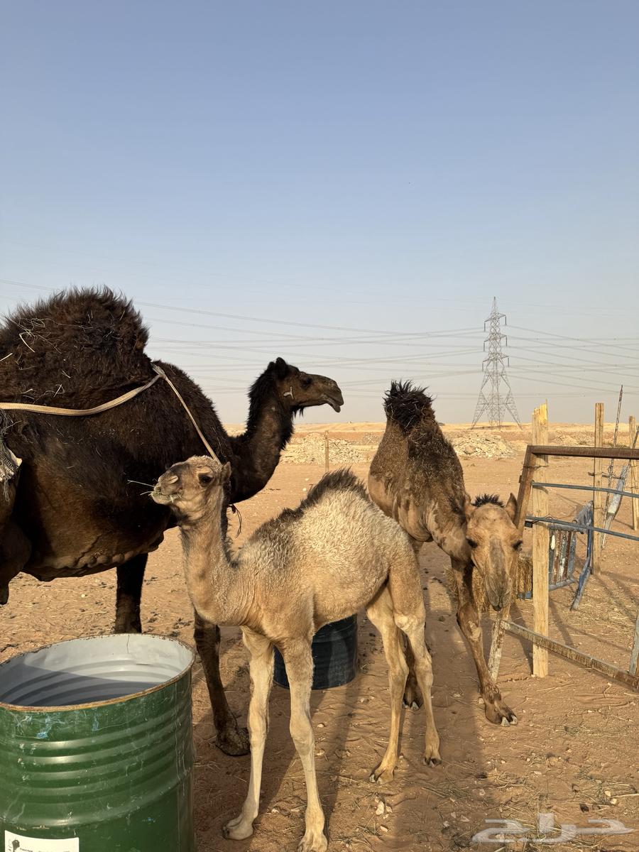 ناقة للبيع مع بكره وقعود63391373936898113