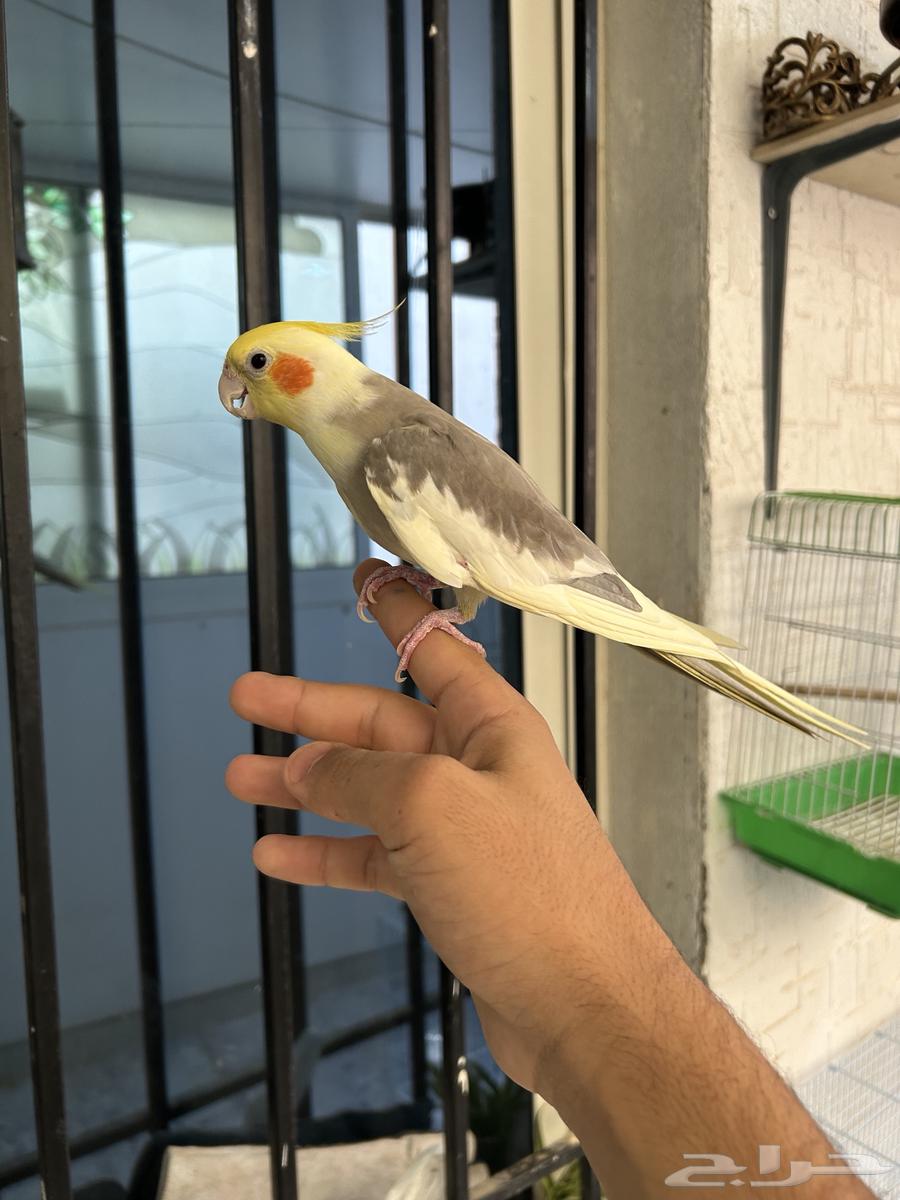 ذكر كروان اليف و هدد و متكلم63390821611905114