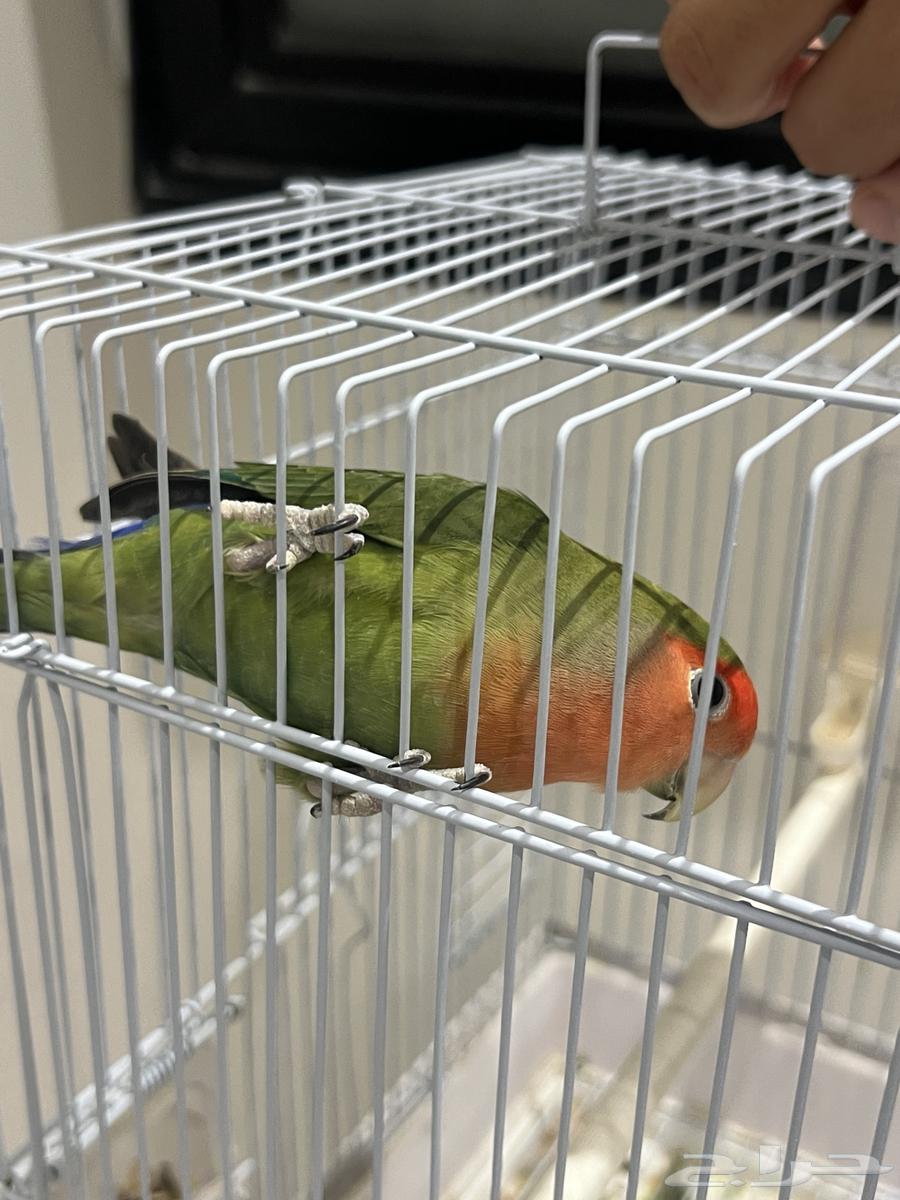 Rose Bird63389366928899110