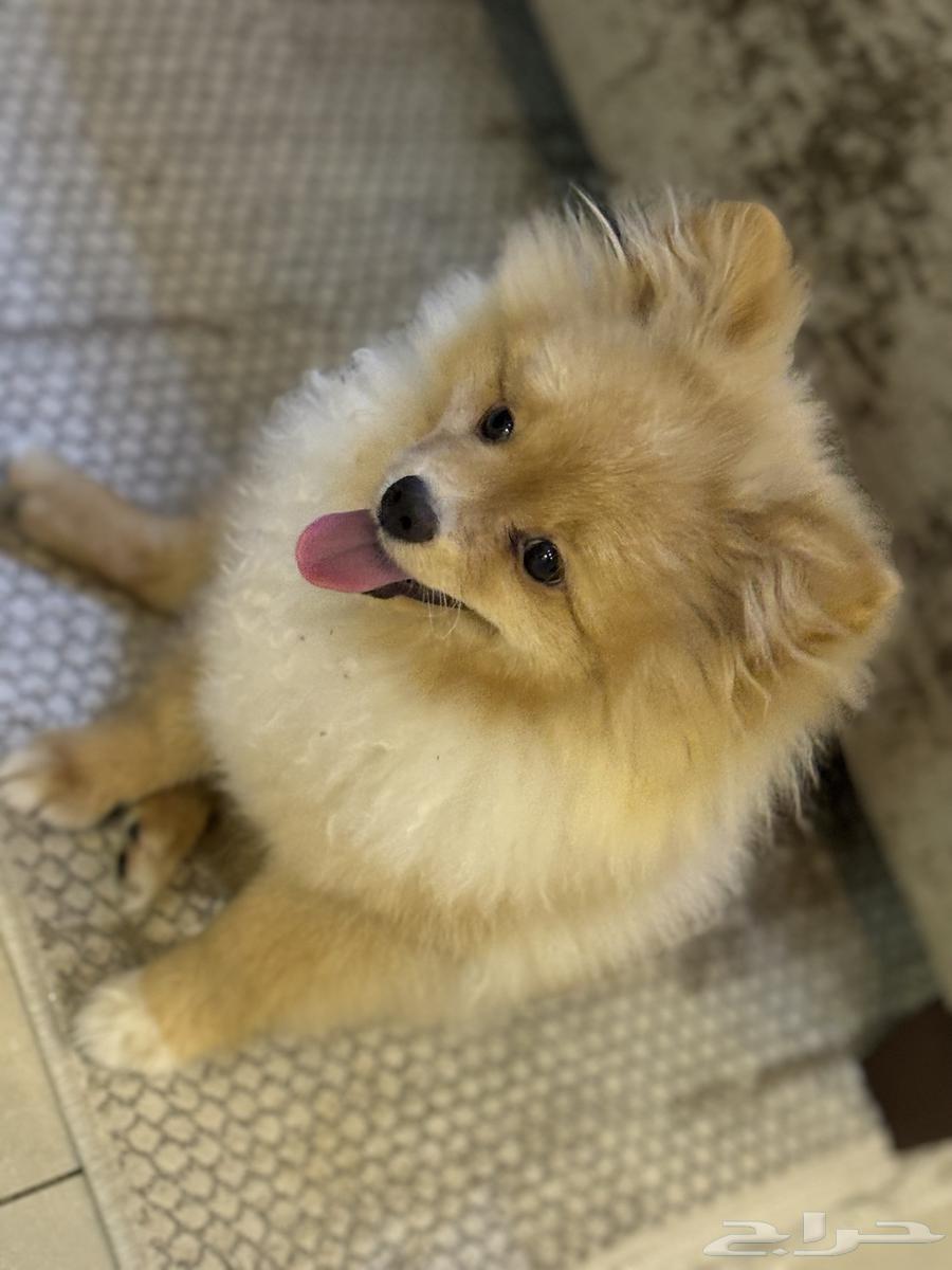 For sale Pomeranian dog633911646039051118