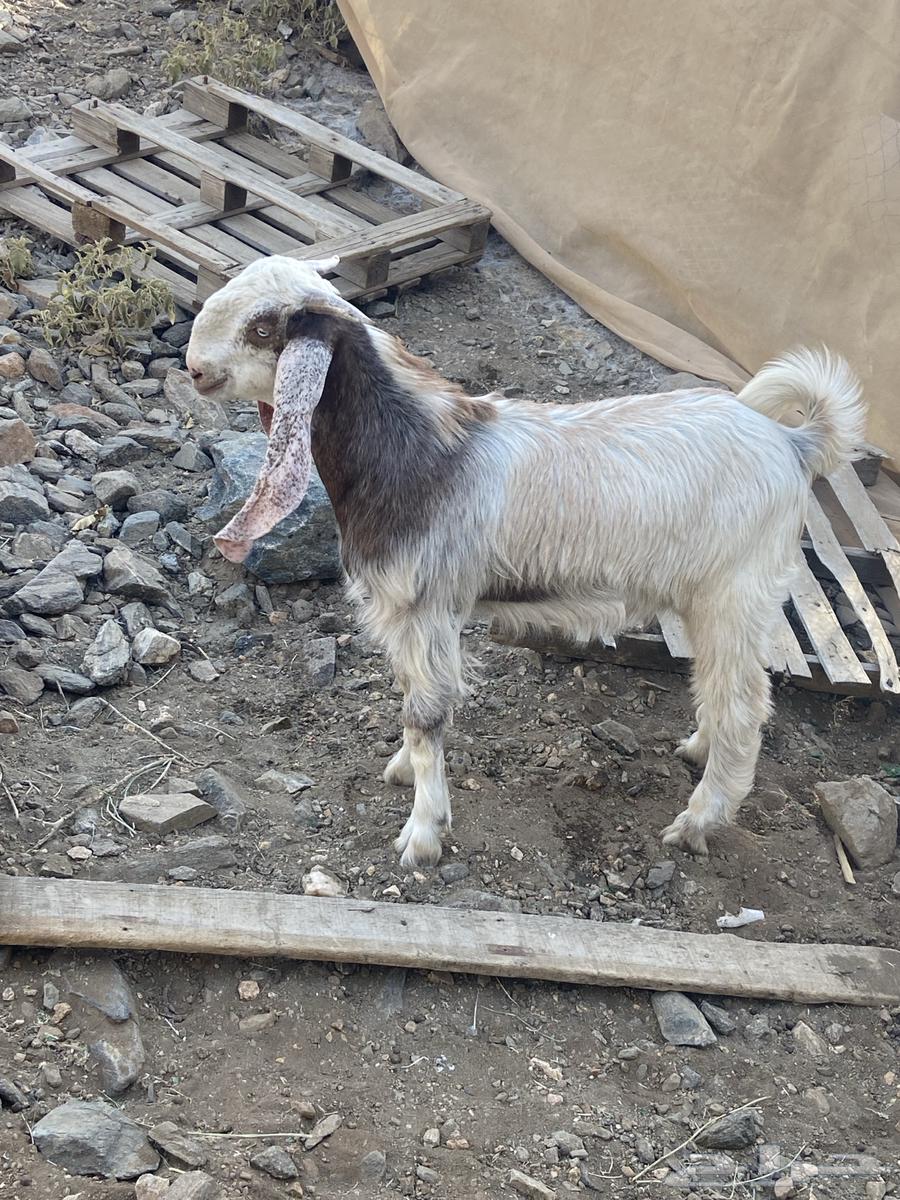 This is a project for a stud ram.633808896650261112