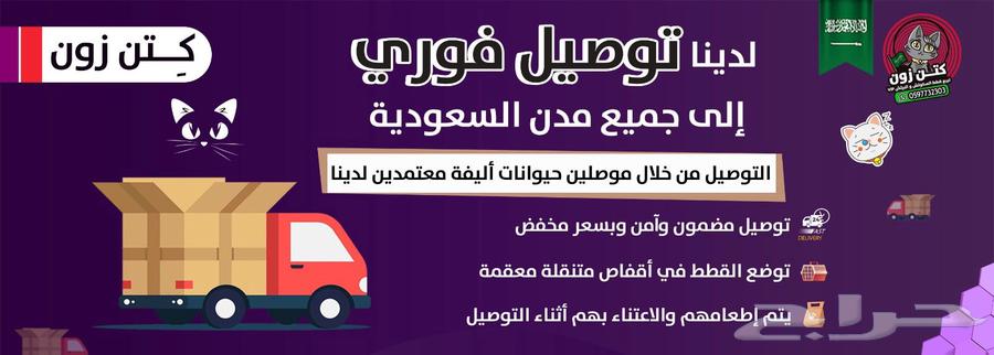 سكوتش برتش فولد-للبيع-ذكر-يوجد دفع بالتقسيط63391216222465113