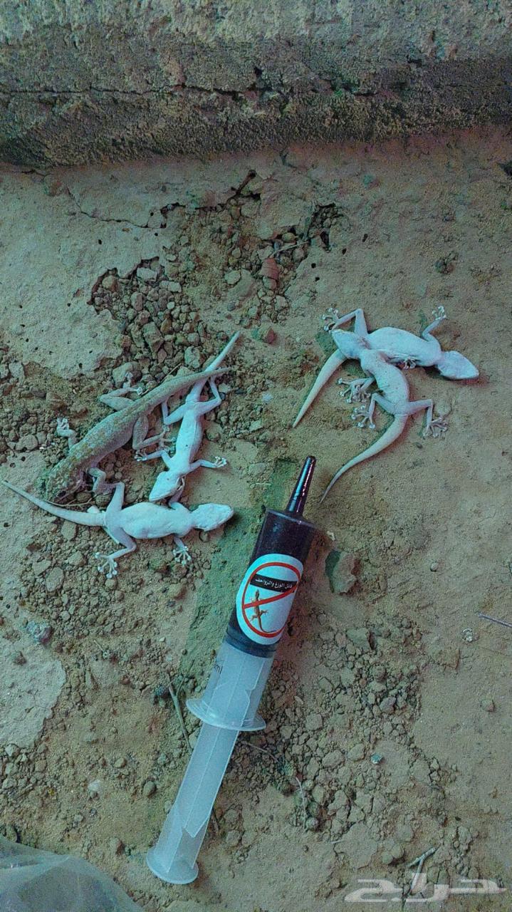 يقضي على البراعص الوزغ البرص63380088175618113
