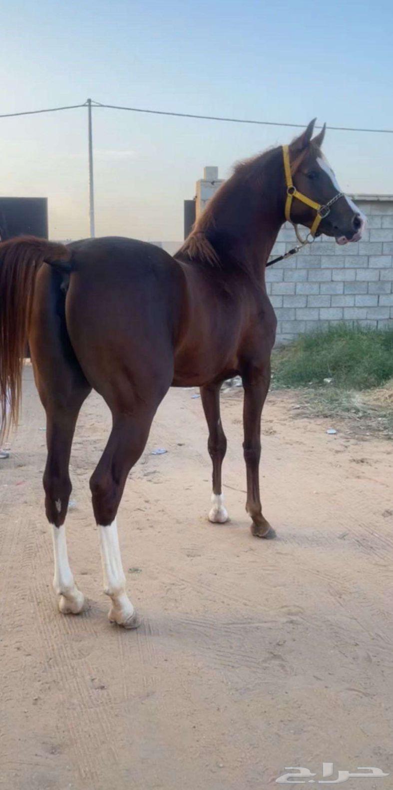 For sale63016738733315113