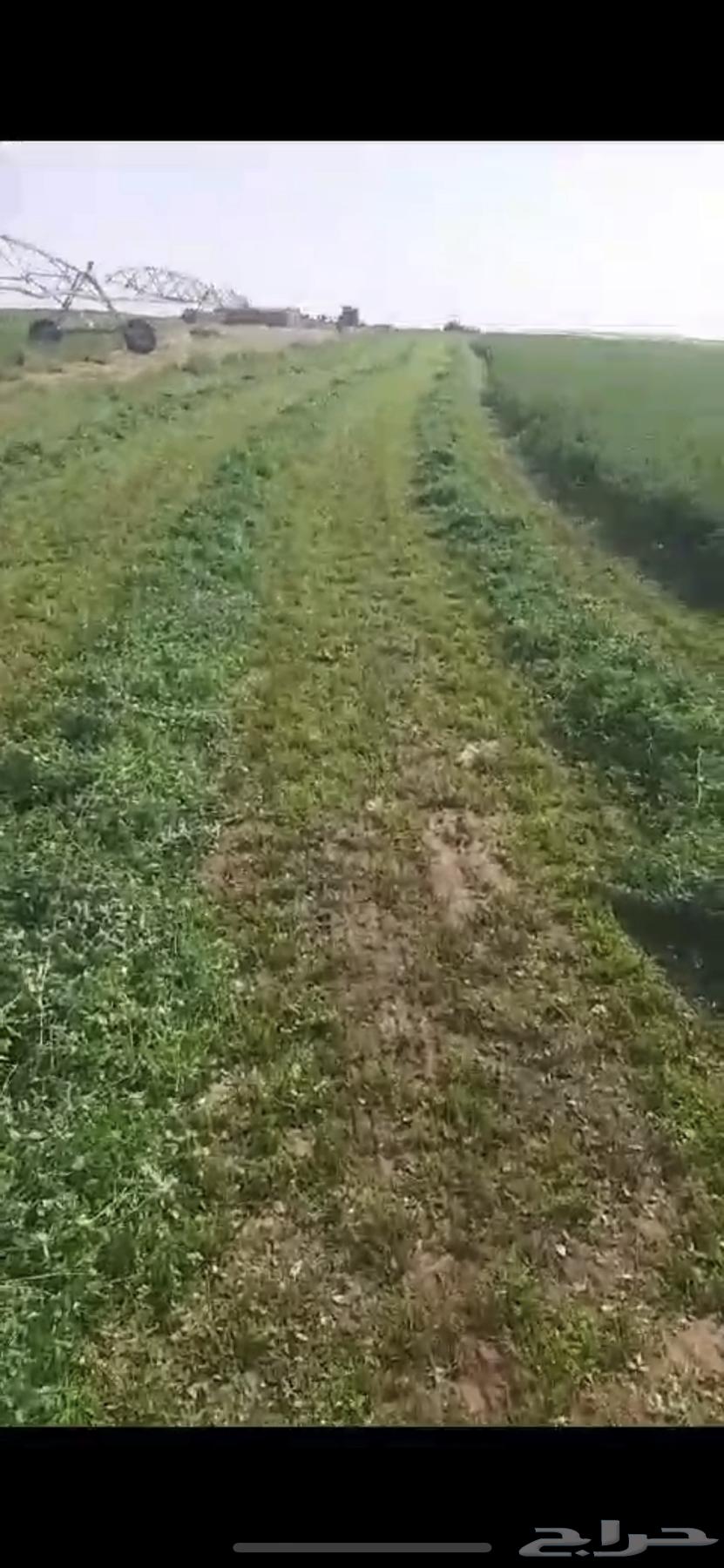 Farm - Farms for sale, rent, investment, and agricultural equipment63380148053249111