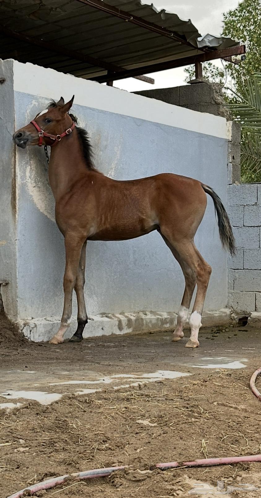 مهر للبيع630167387333151112