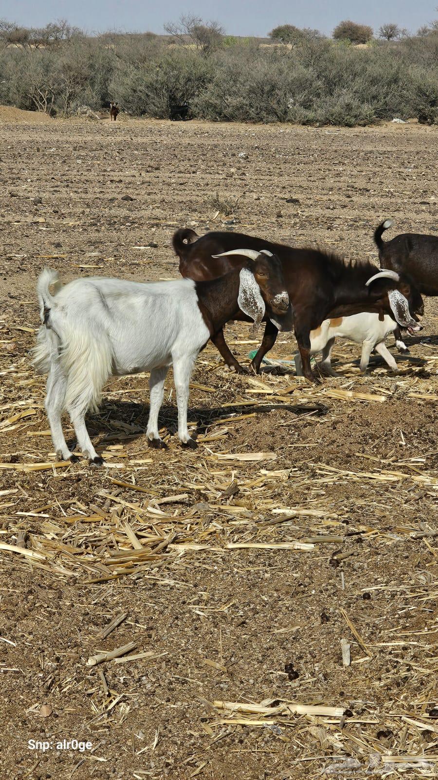 A hybrid Syrian buck and a burgonet63380911764738112