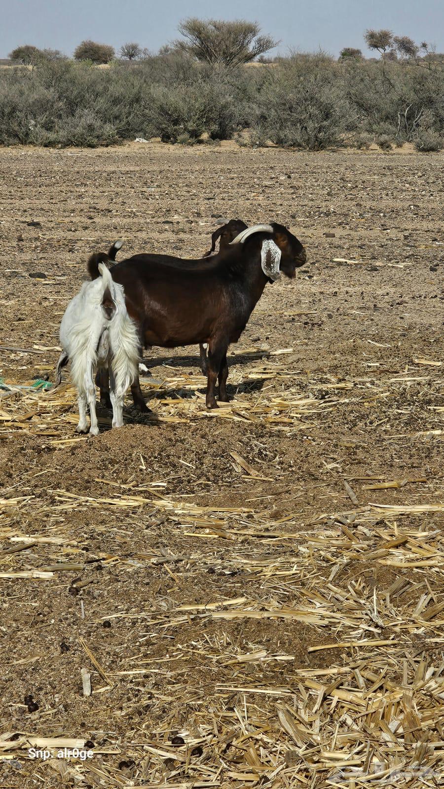 A hybrid Syrian buck and a burgonet63380911764738113