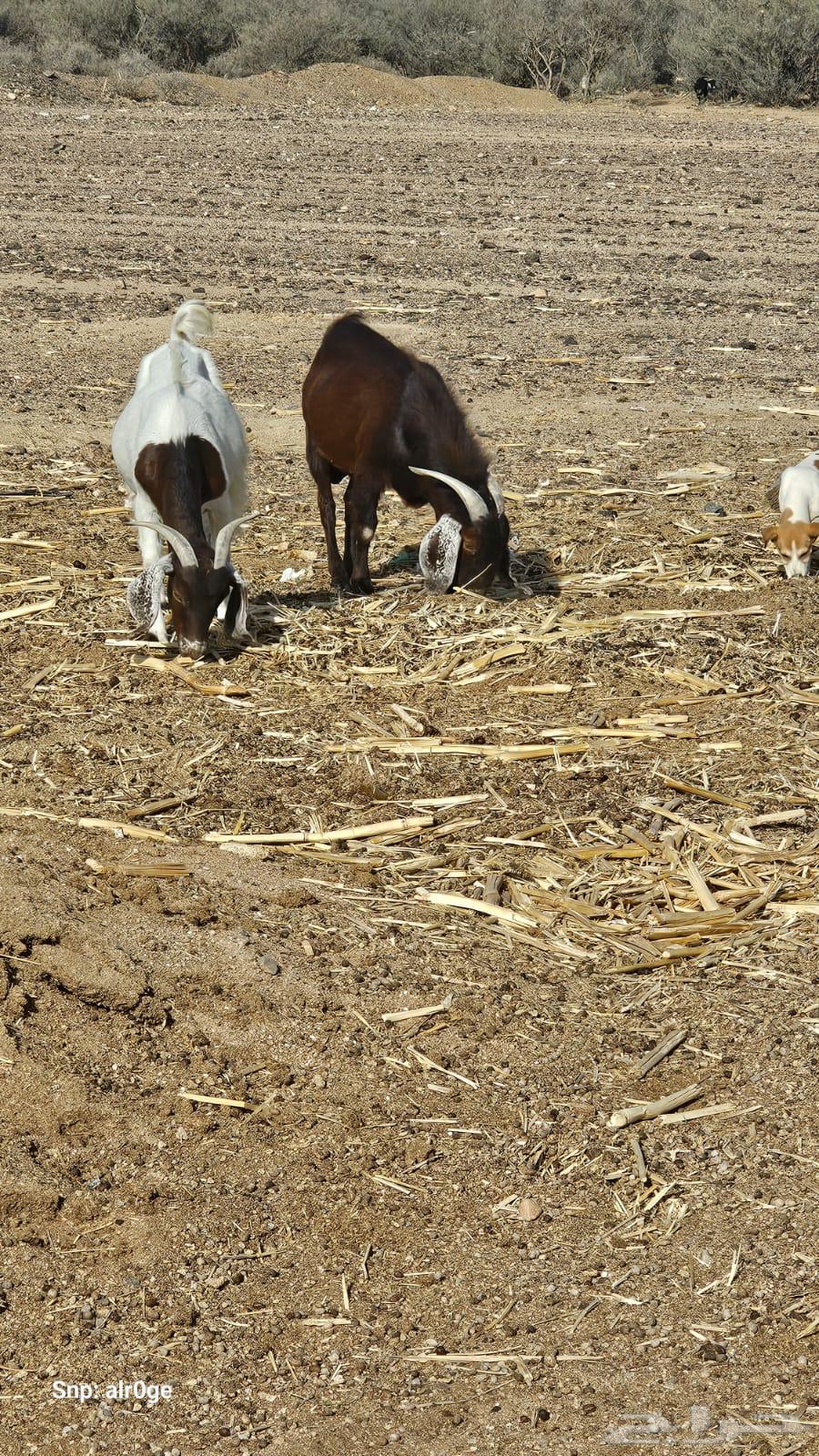 A hybrid Syrian buck and a burgonet633809117647381111