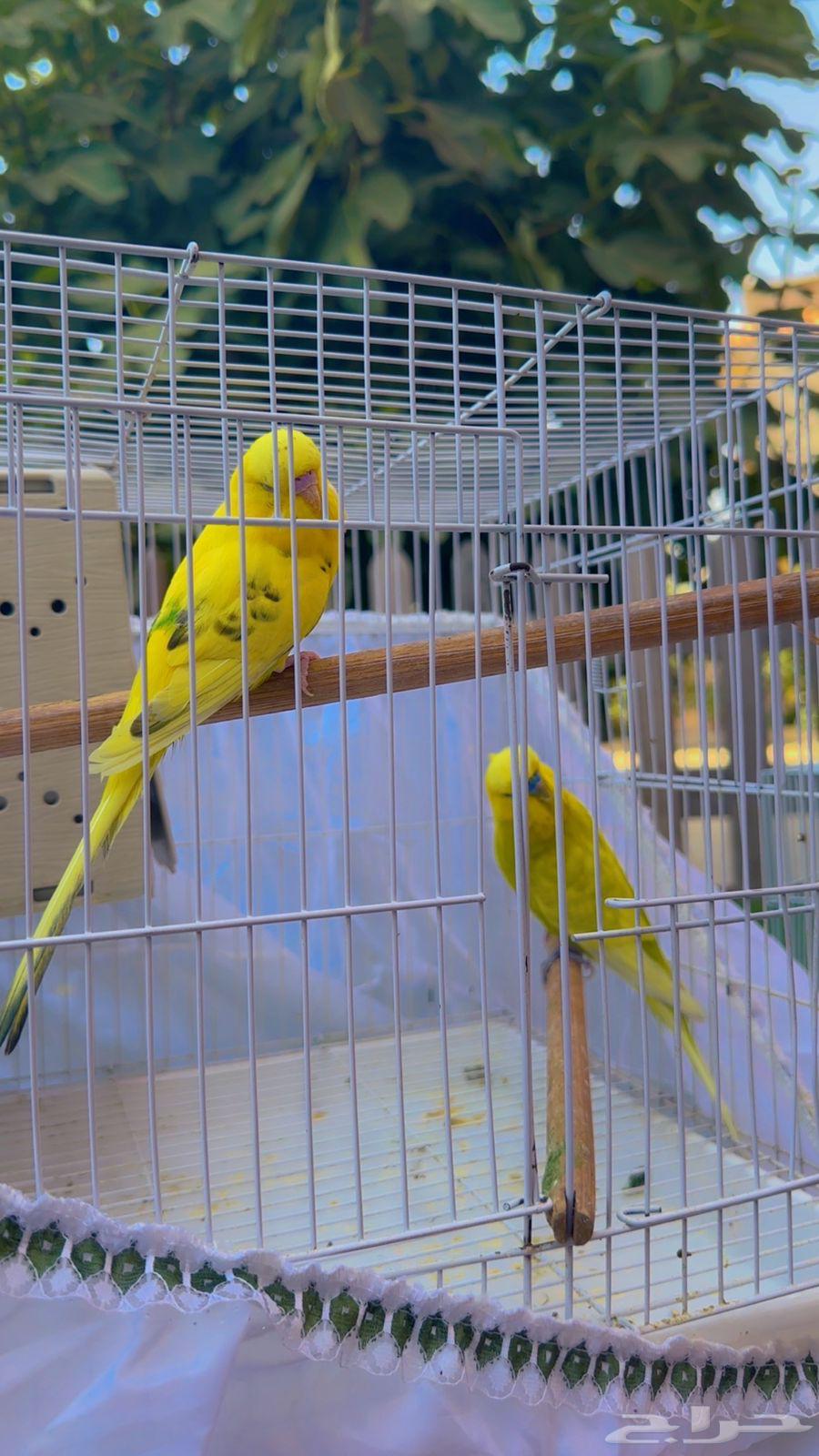 طيور حب ( بادجي )63390899484930111