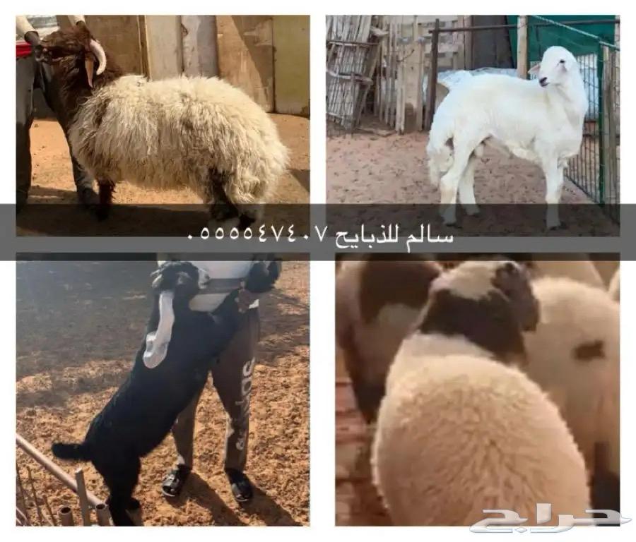 ذبيحة ذبايح خروف رخل هرفي جذع جذعة نعيم حري تيس63380889593475111