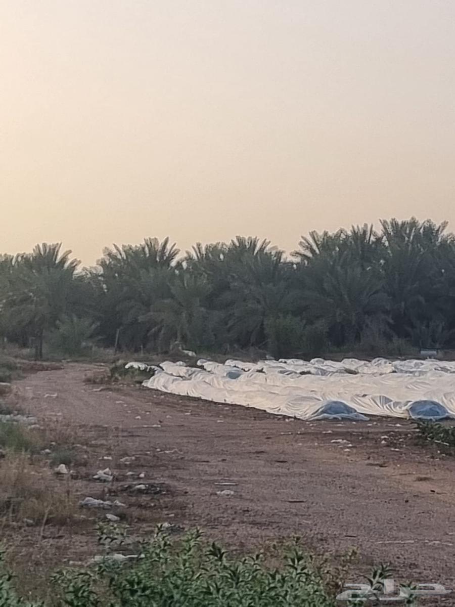 مزرعة للبيع في المليداء الشمالية63380117508610114