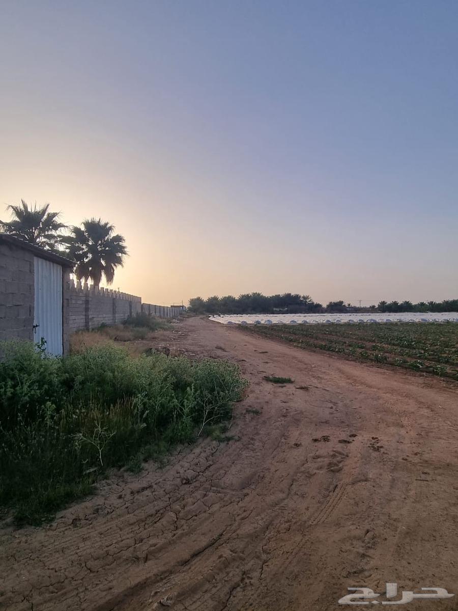 مزرعة للبيع في المليداء الشمالية63380117508610113