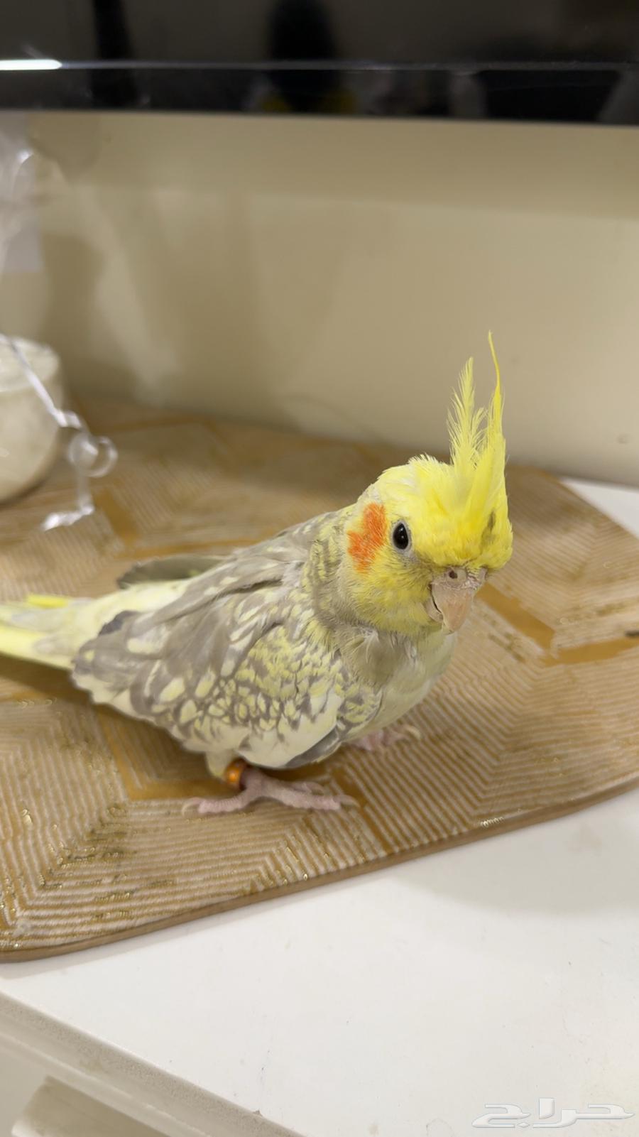 Crows for sale63386750537091112
