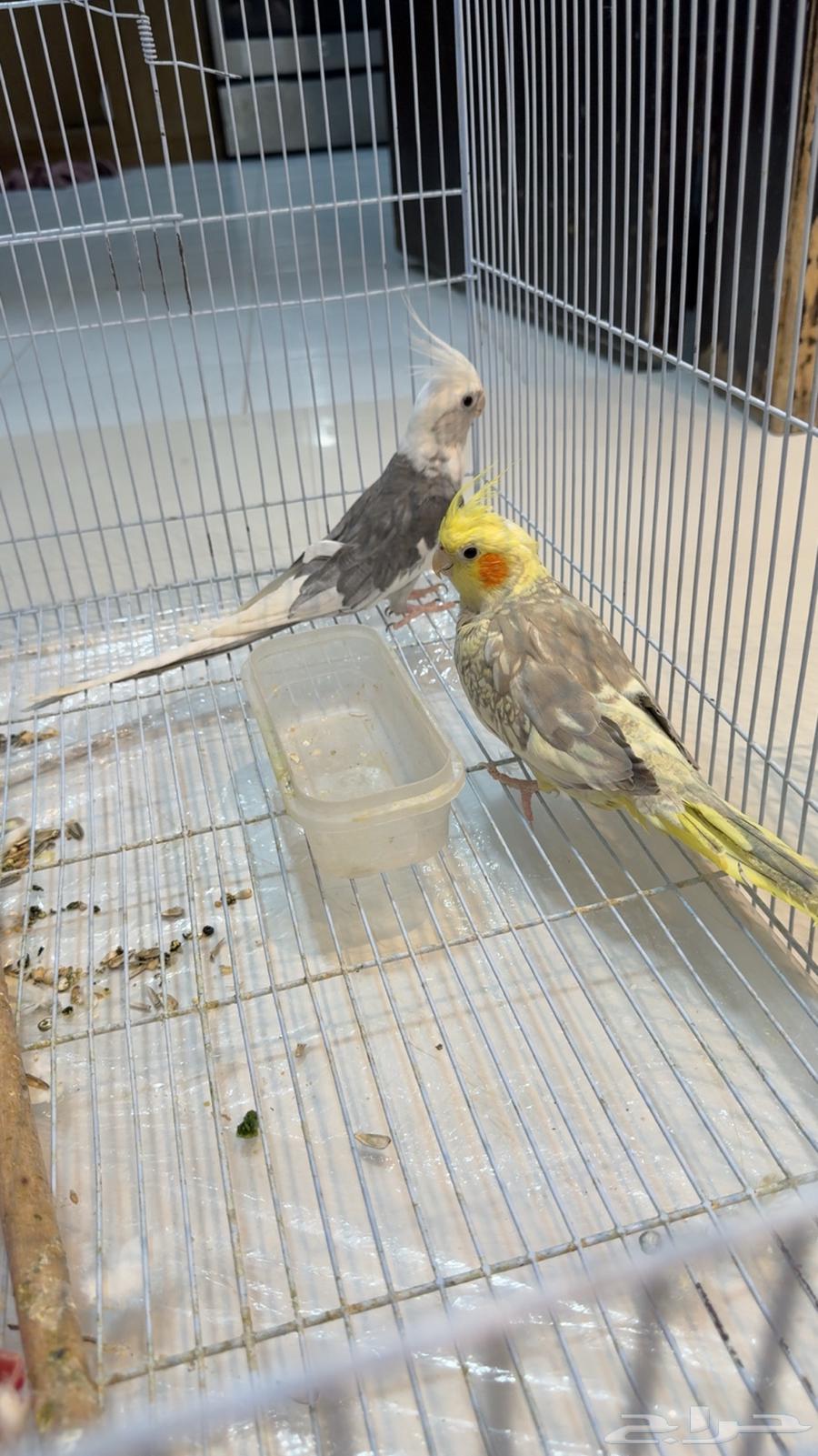 Crows for sale633867505370911116