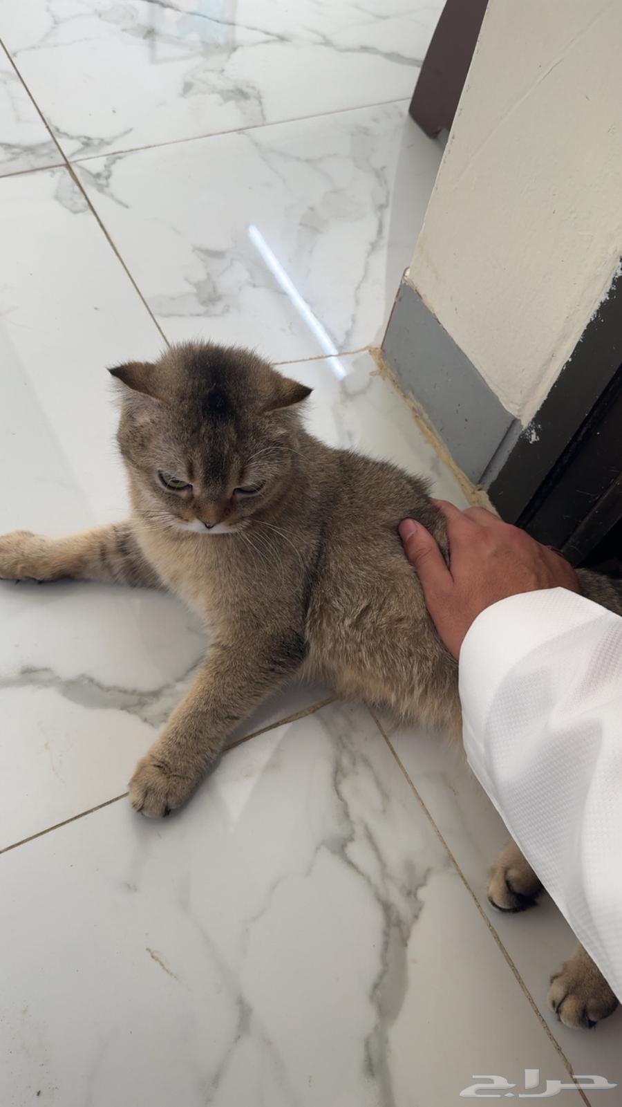 قط سكوتش للبيع63387955598466111